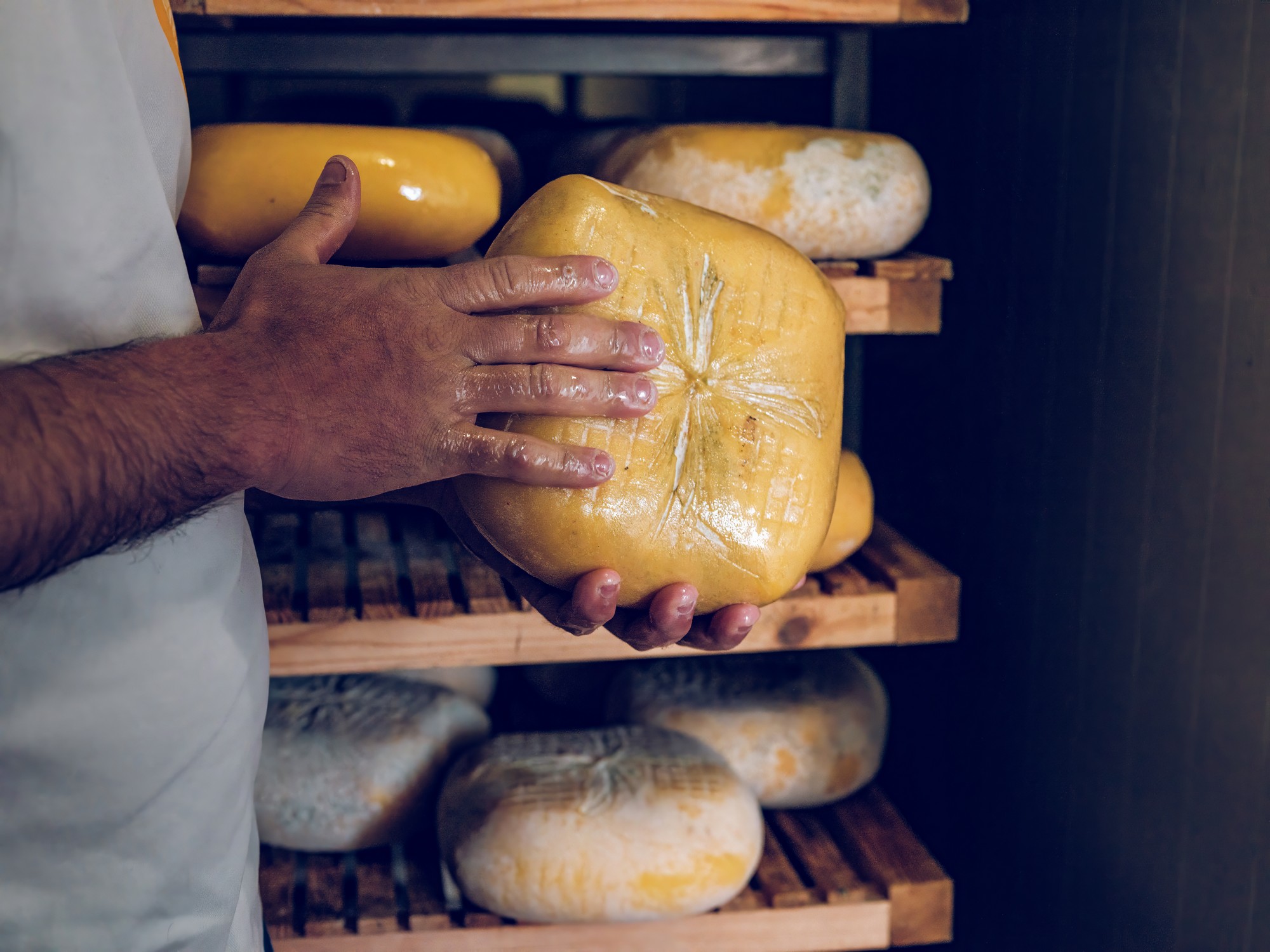 Artisanal cheesemaker handling wheels of Mahon-Menorca cheese An expert cheesemaker carefully handles a large wheel of Mahon-Menorca cheese in a traditional curing room, smearing it with oil